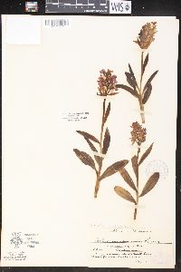 Dactylorhiza romana image