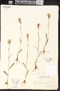 Dactylorhiza traunsteineri image