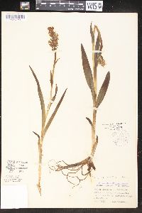 Dactylorhiza majalis image