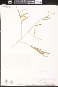 Dendrobium cunninghamii image