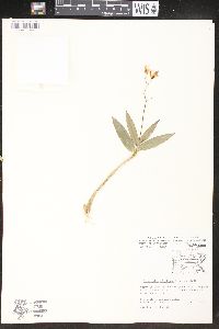 Dendrobium kingianum image