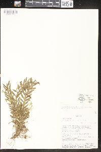 Image of Dichaea ancoraelabia