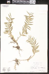 Dichaea graminoides image