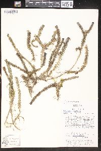 Dichaea neglecta image