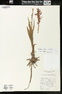 Dichromanthus cinnabarinus image