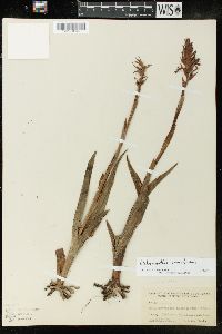 Dichromanthus cinnabarinus image