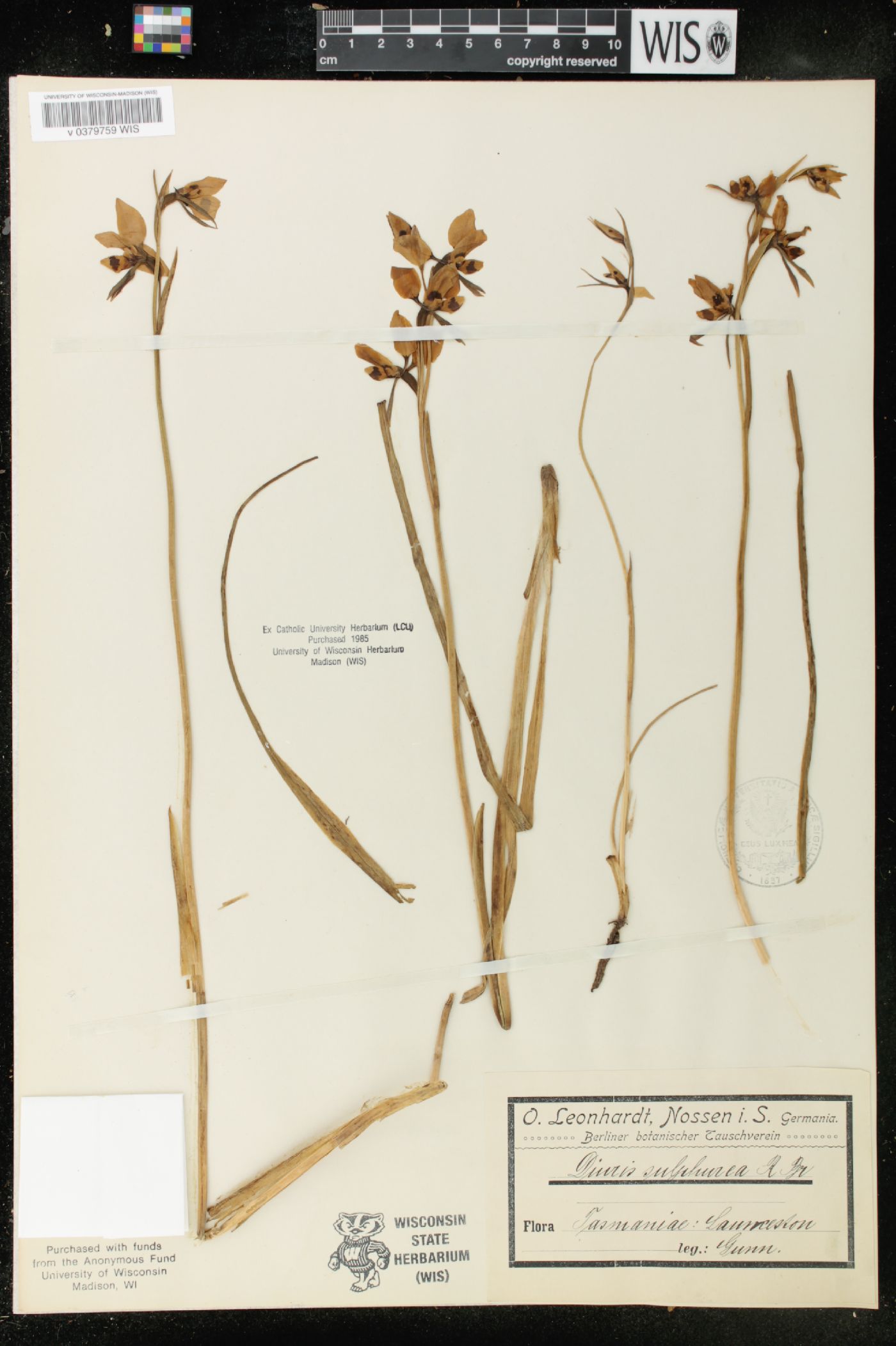 Diuris maculata image