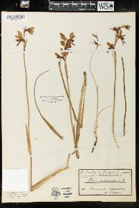 Diuris maculata image