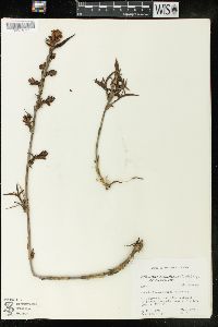 Elleanthus aurantiacus image