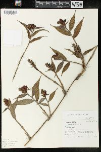 Elleanthus aurantiacus image