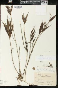 Elleanthus aurantiacus image