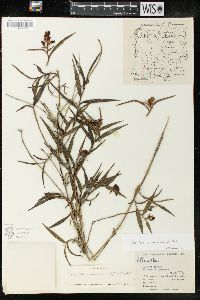 Elleanthus aurantiacus image