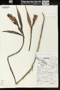 Media resource of Elleanthus conifer