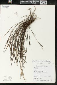 Media resource of Elleanthus graminifolius