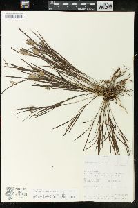 Elleanthus graminifolius image