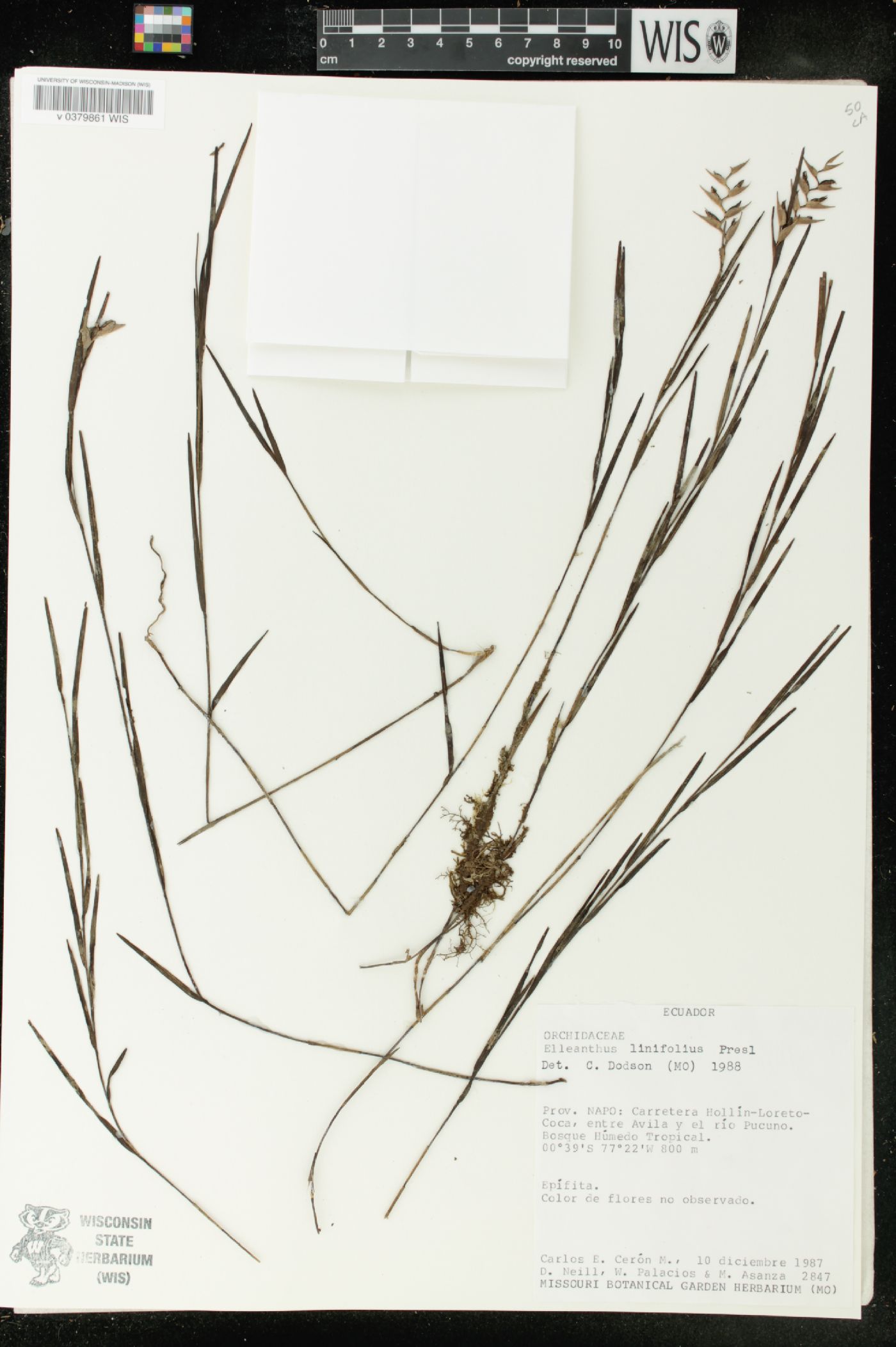 Elleanthus linifolius image