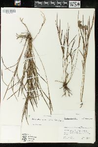 Elleanthus graminifolius image