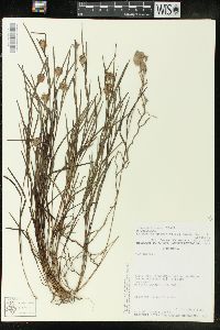 Elleanthus graminifolius image