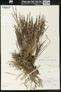 Elleanthus graminifolius image