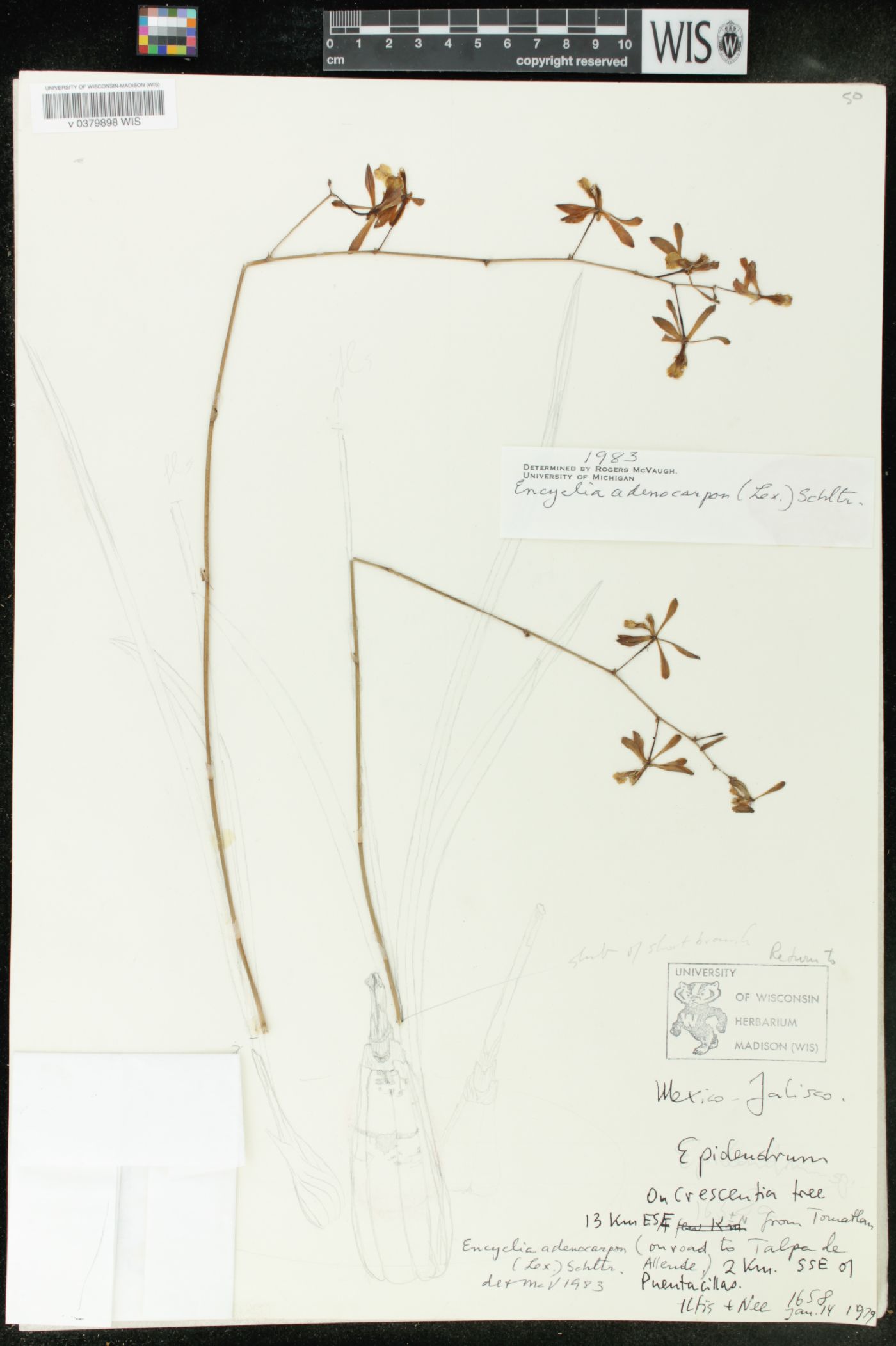 Encyclia adenocarpon image