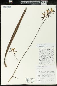 Encyclia alata image