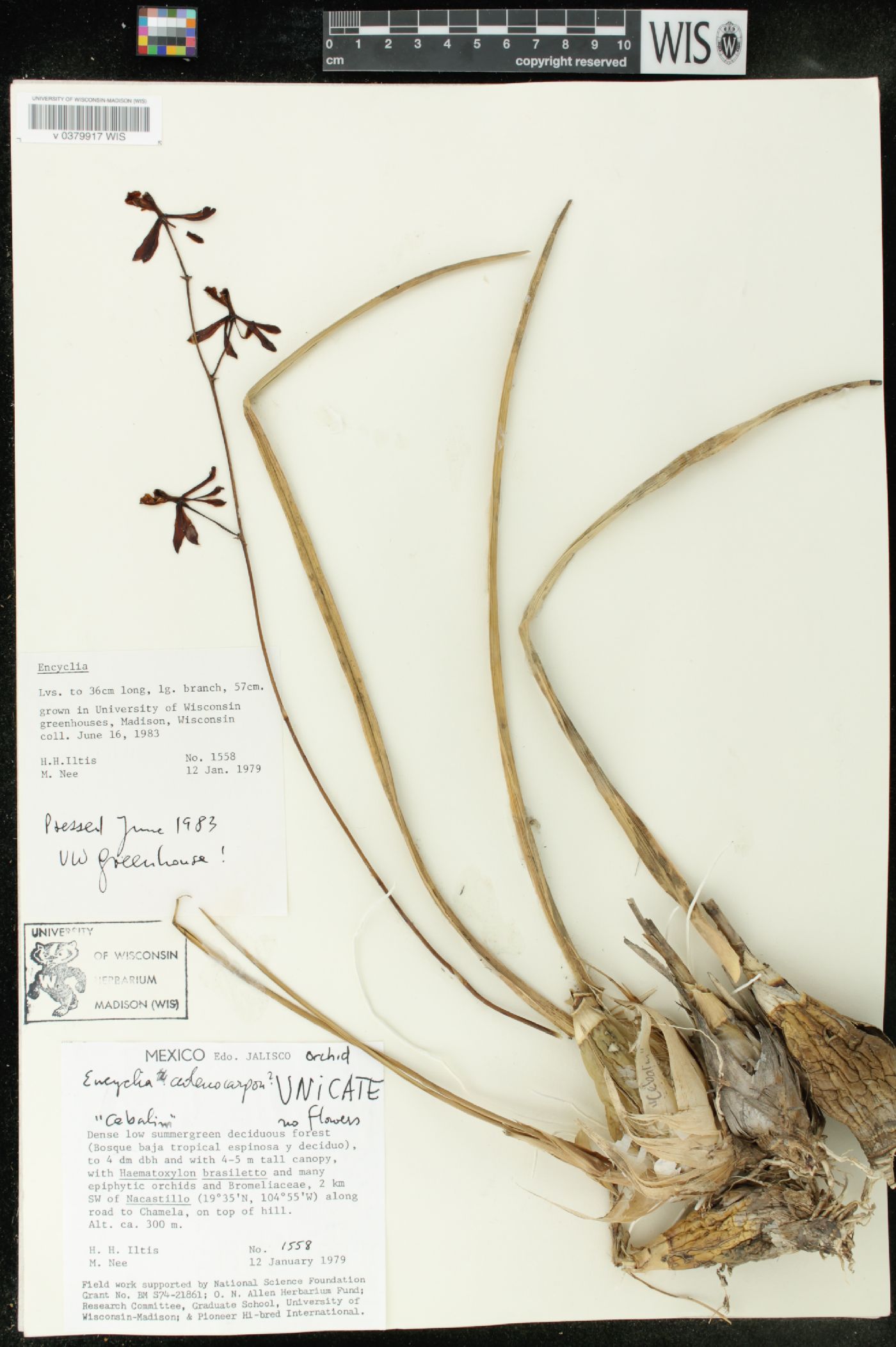 Encyclia adenocarpon image