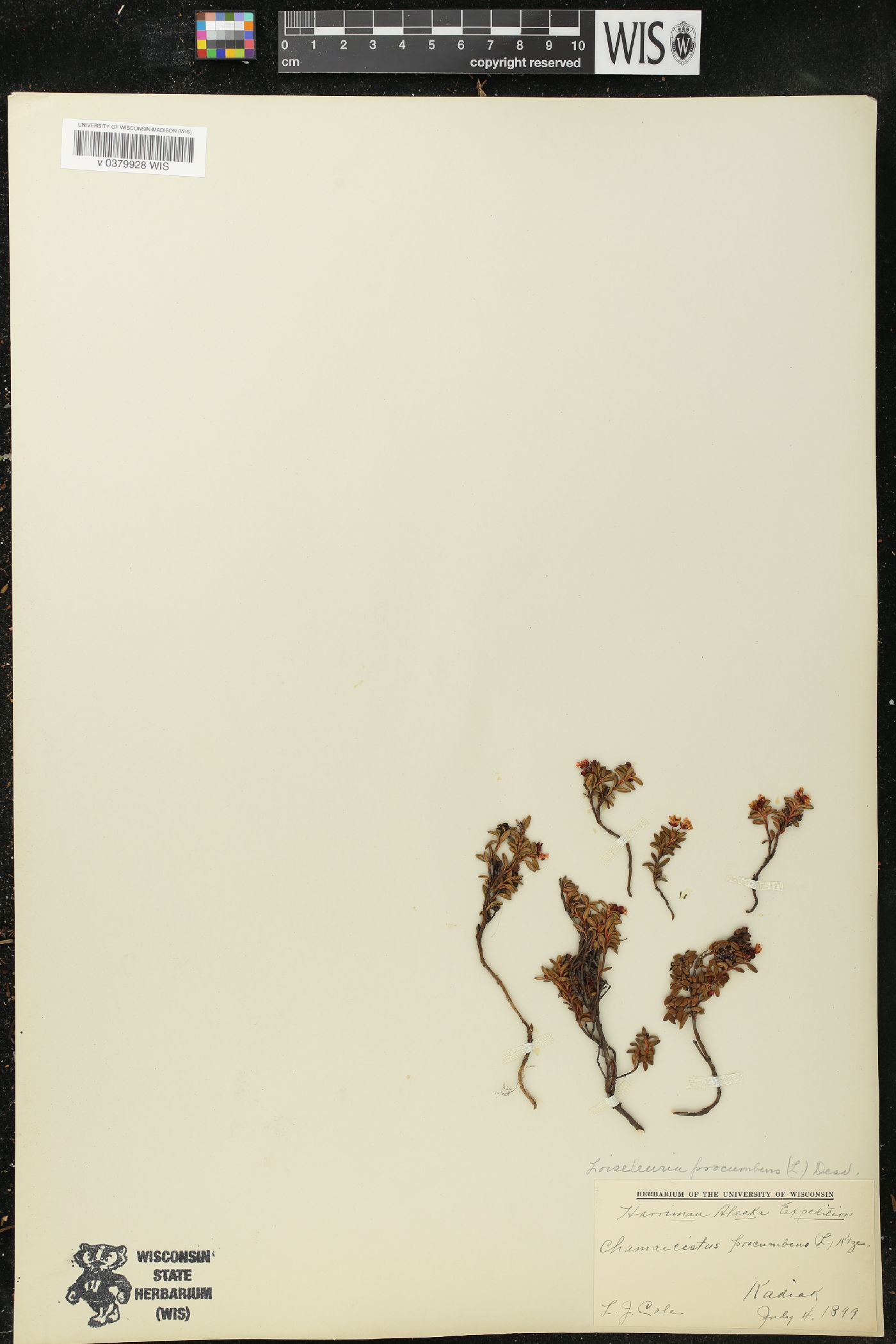 Loiseleuria procumbens image