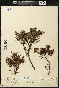 Loiseleuria procumbens image