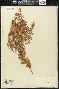 Lyonia fruticosa image