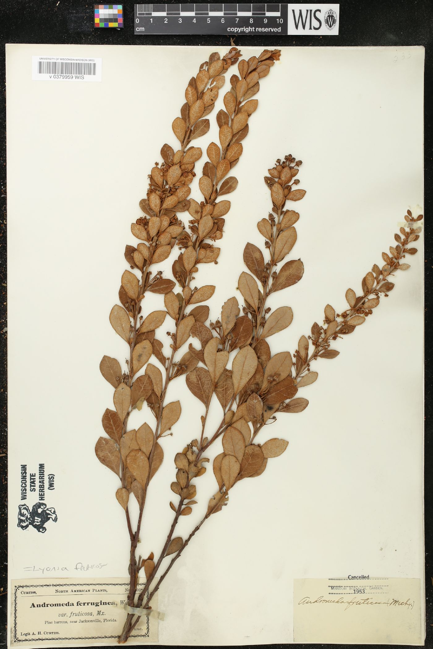 Lyonia fruticosa image