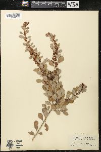 Lyonia fruticosa image