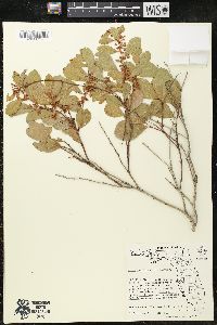 Lyonia fruticosa image
