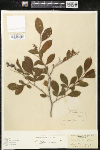 Lyonia ligustrina var. ligustrina image