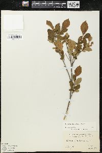 Lyonia ligustrina var. ligustrina image