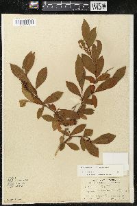 Lyonia ligustrina var. ligustrina image