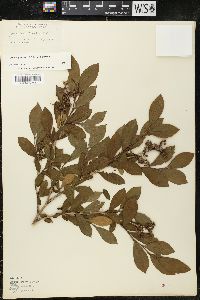 Lyonia ligustrina var. ligustrina image