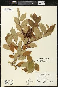 Lyonia ligustrina var. ligustrina image