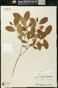 Lyonia mariana image