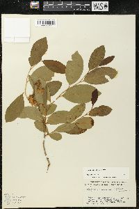 Lyonia mariana image