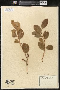 Lyonia mariana image