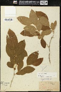 Lyonia mariana image