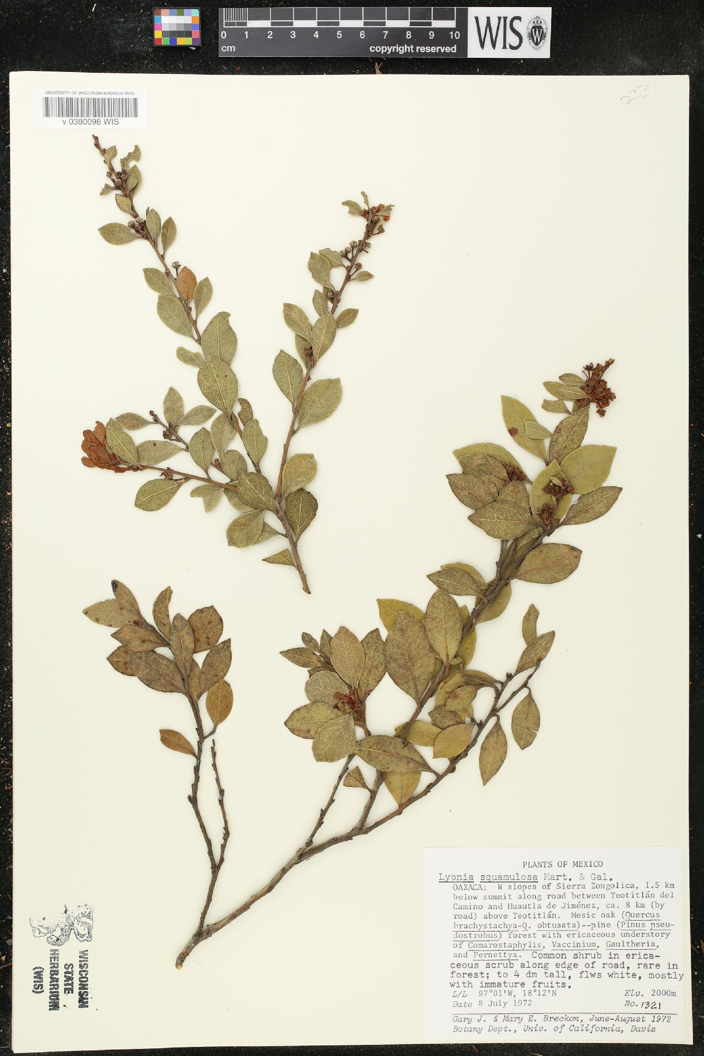 Lyonia squamulosa image