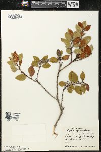 Lyonia squamulosa image