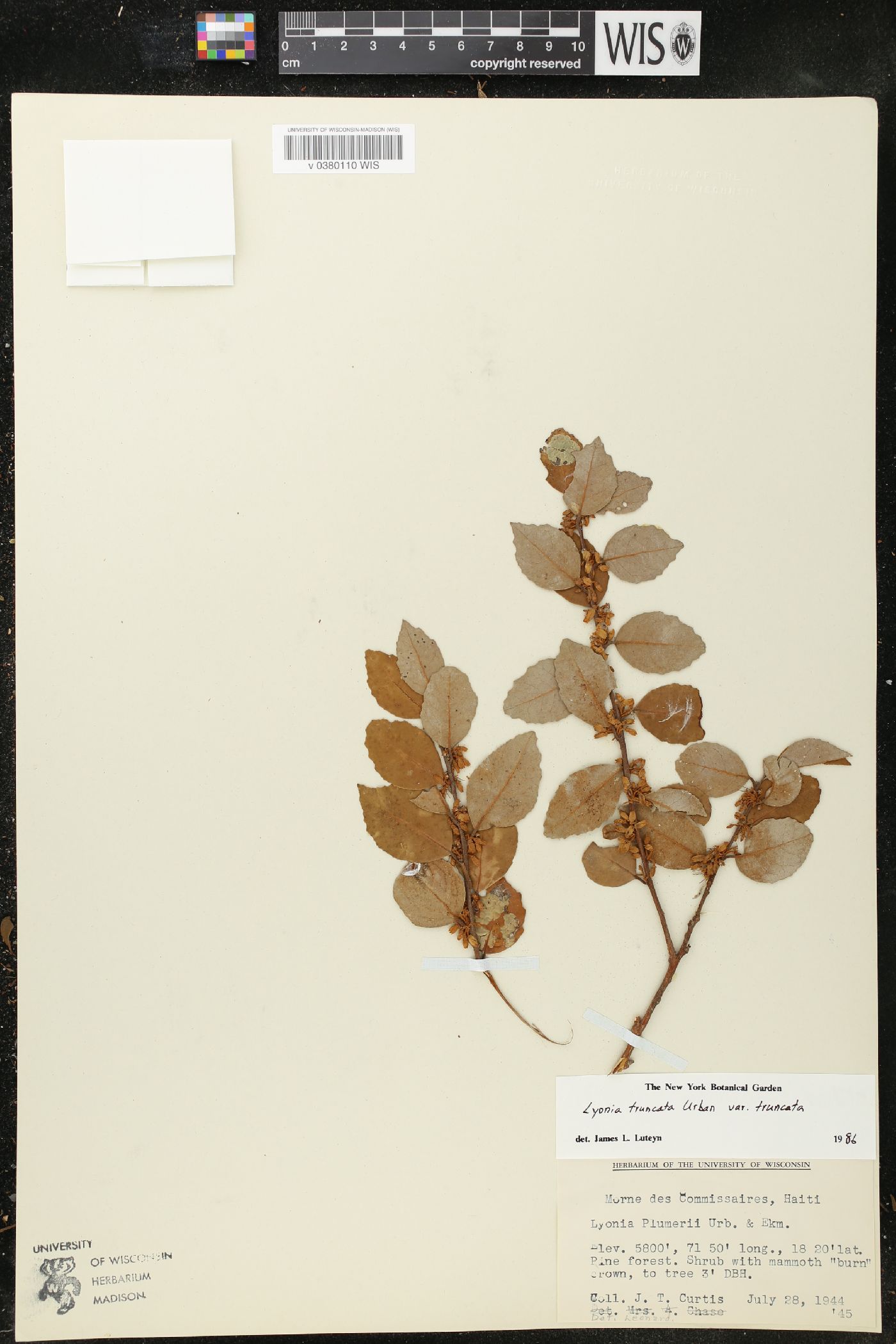Lyonia truncata var. truncata image