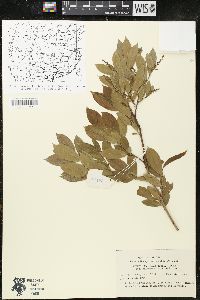 Image of Lyonia ovalifolia