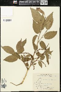 Lyonia ovalifolia image