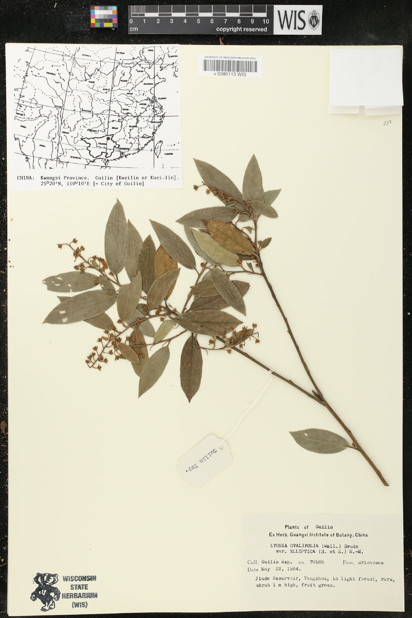 Lyonia ovalifolia image