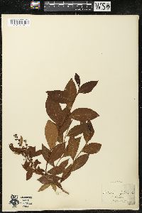 Lyonia ligustrina var. foliosiflora image