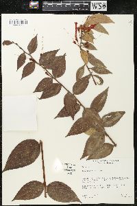 Image of Macleania bullata
