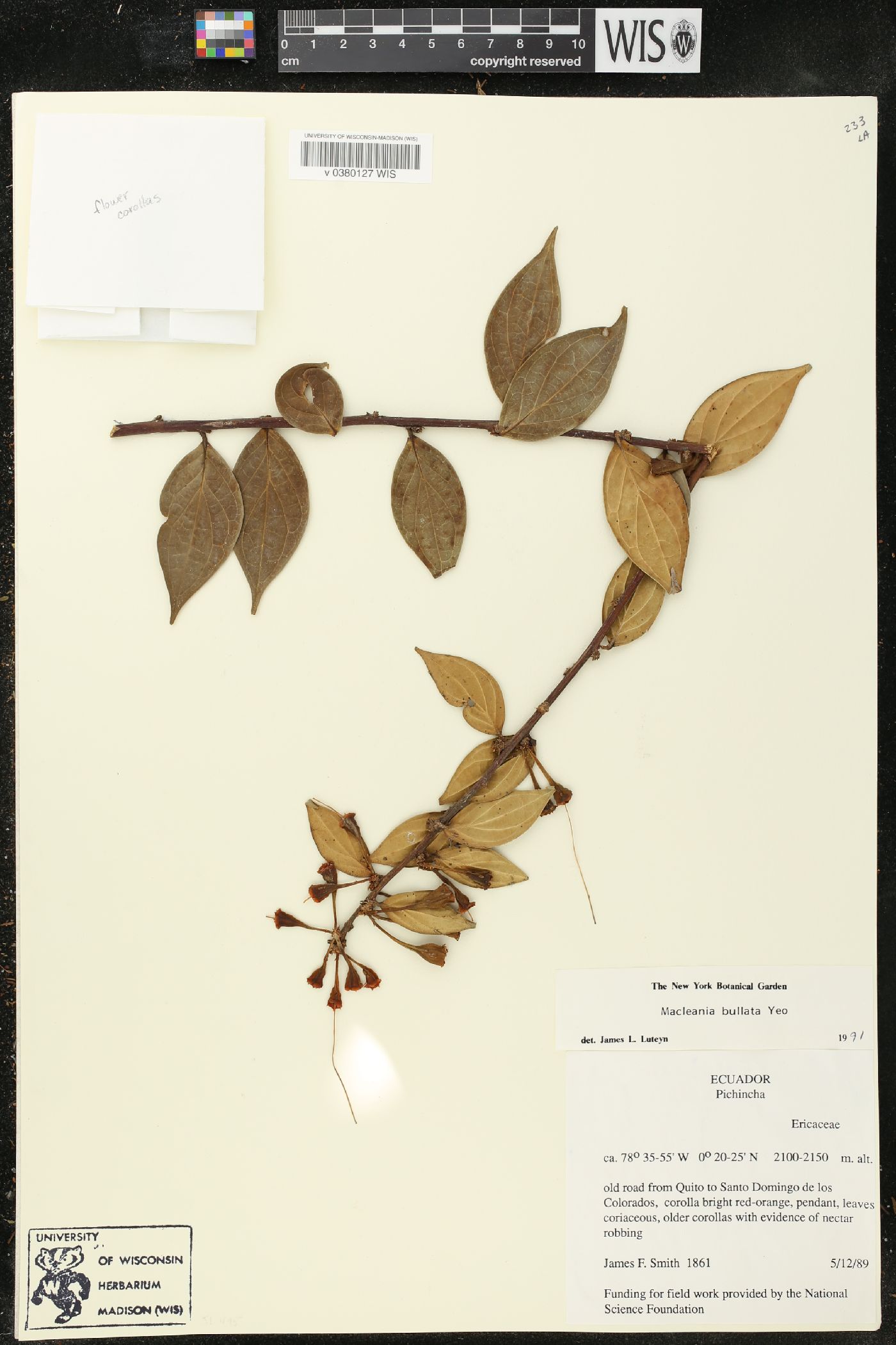 Macleania bullata image